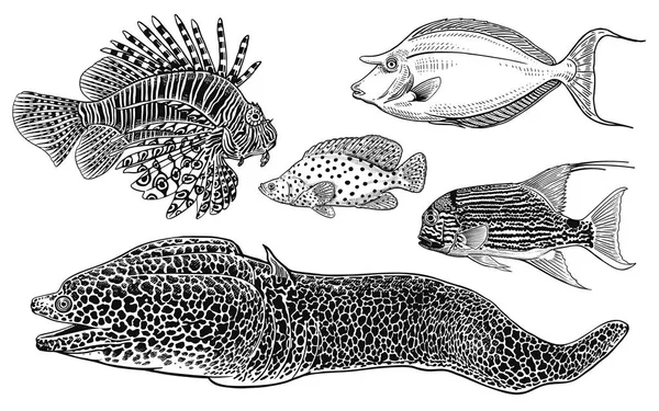 Dekorative Korallenfische Set Vorhanden Schwarz Weiß Vektorillustration Handzeichnung Skizze Vintage — Stockvektor