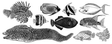 Dekoratif mercan balık büyük kümesi.