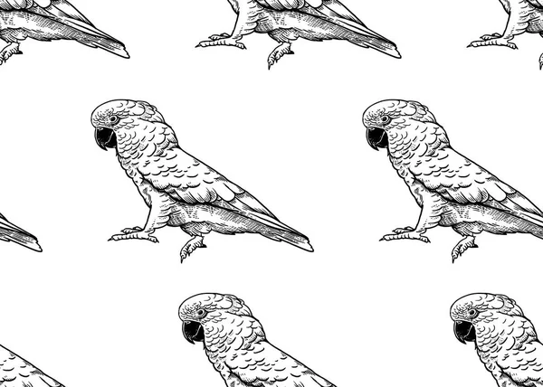 Seamless mönster. Papegoja på vit bakgrund. — Stock vektor