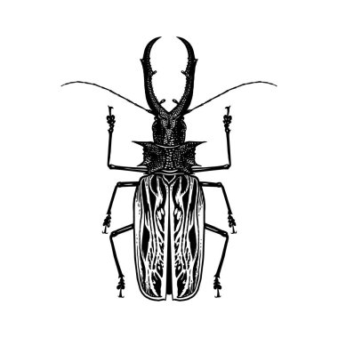 Beyaz arka plan üzerinde izole böcek böcek. Siyah ve beyaz kaşar