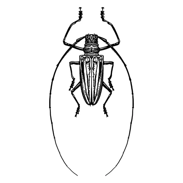 Escarabajo insecto aislado sobre fondo blanco. Piel blanca y negra — Vector de stock