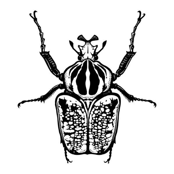 昆虫カブトムシは、白い背景で隔離。ゴリアテ。黒と w — ストックベクタ