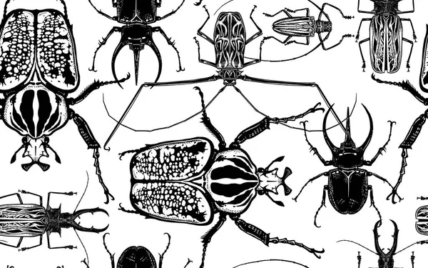 Patrón sin costuras con insectos. Escarabajo rinoceronte, arlequín, goliat — Archivo Imágenes Vectoriales