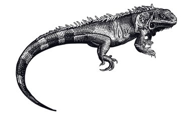 İguana. Siyah ve beyaz sürüngen. İzole kertenkele.