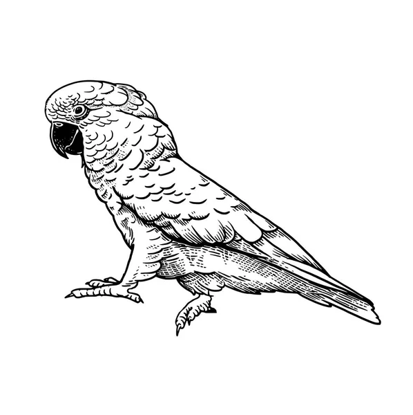Είδος ψιττακού. Πουλί παπαγάλος που απομονώνονται σε λευκό φόντο. — Διανυσματικό Αρχείο