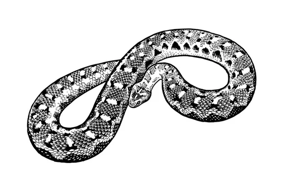 Black and white reptile vector illustration. Snake isolated. Han — Stock Vector