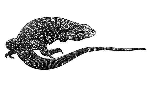 Reptil blanco y negro. Lagarto aislado. Ilustración vectorial . — Vector de stock