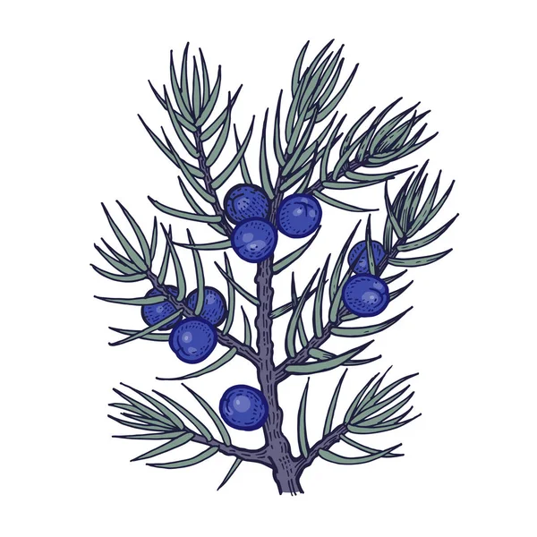 The branch of juniper with berries. Color Vector illustration. — Stock Vector