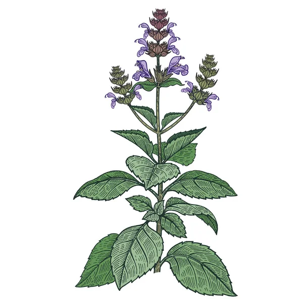 Heilpflanze Basilikum. Farbvektorillustration. — Stockvektor