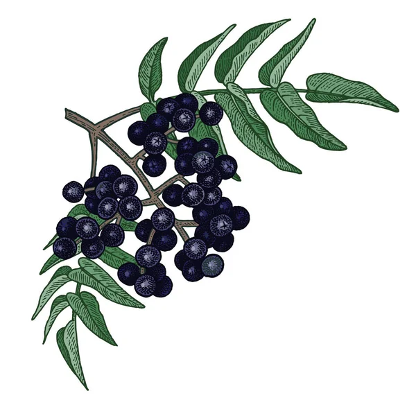 Ιατρικό φυτό το δέντρο φελλού Amur. Εικόνα διανυσματικών χρωμάτων. — Διανυσματικό Αρχείο