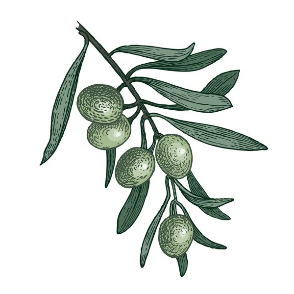 Tak van de olijfboom. Kleur vector illustratie. — Stockvector
