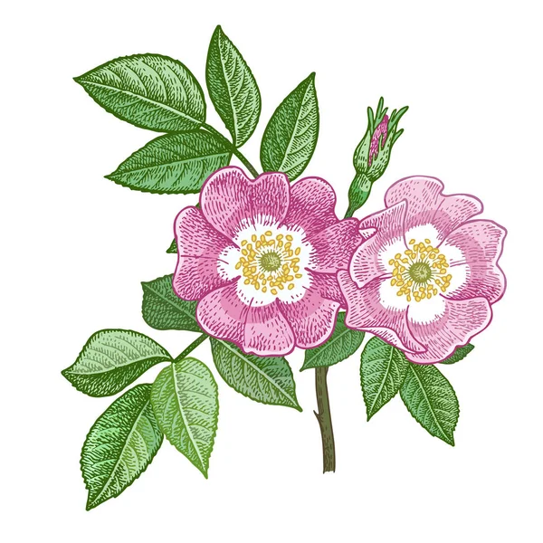 Planta médica Rosa de perro. Ilustración vectorial a color . — Archivo Imágenes Vectoriales