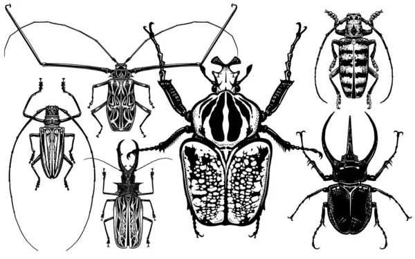 Coleção de insetos. Besouros isolados sobre fundo branco . — Vetor de Stock
