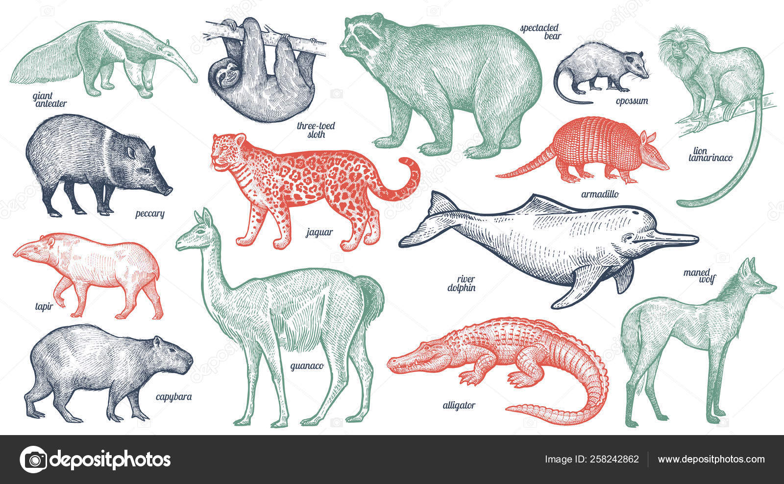 Animals of South America. Stock Vector Image by ©sasha-kasha #258242862 Animals of South America. Stock Vector Image by ©sasha-kasha #258242862