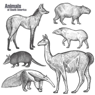 Güney Amerika'nın hayvanları el çizimi. Maned Wolf, Tapir, Capybara, Armadillo, Anteater, Guanaco. Vintage gravür. Vektör illüstrasyon sanatı. Siyah ve beyaz. Doğanın nesnesi natüralist çizim.