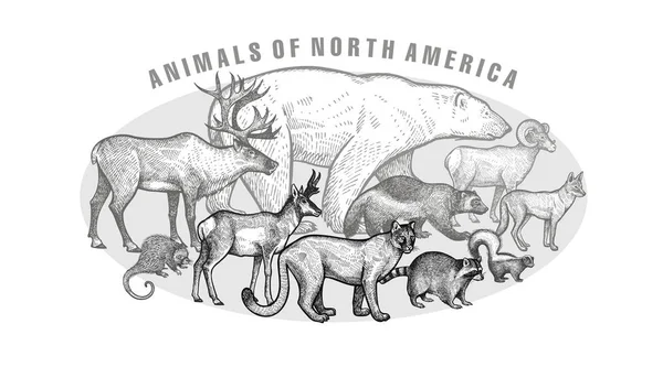 Cartel con ianimals de América del Norte . — Vector de stock