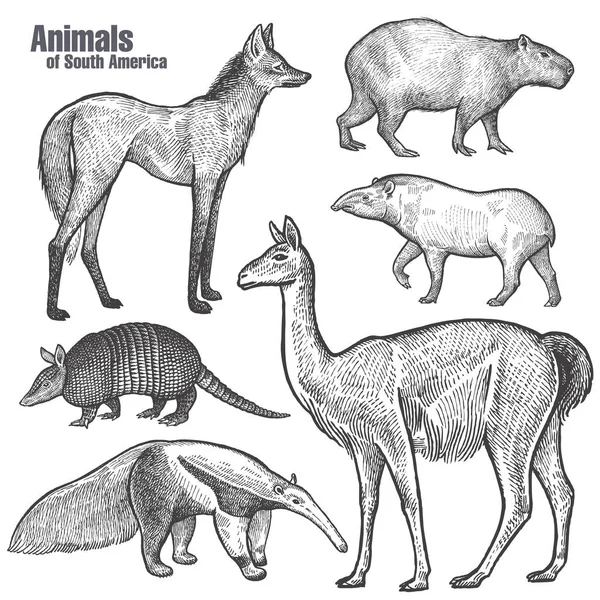 Animales América Del Sur Dibujo Mano Maned Wolf Tapir Capybara — Vector de stock