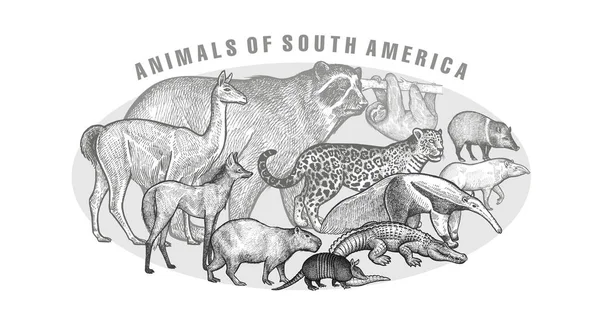 Αφίσα με τα ζώα της Νότιας Αμερικής. — Διανυσματικό Αρχείο