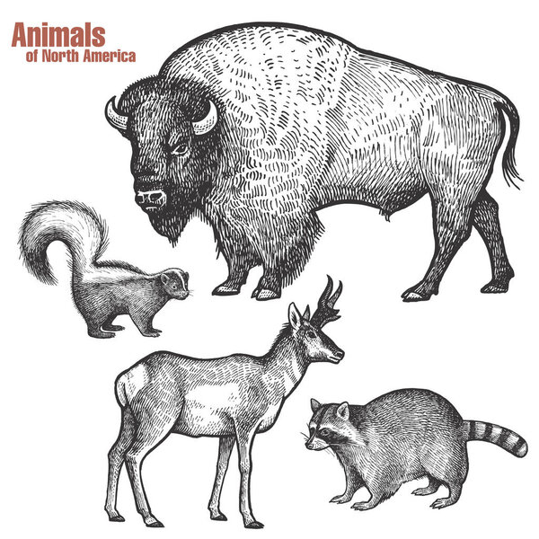 Действие игры Animals of North America
.