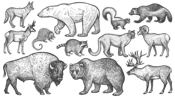 Animals of North America big set. Royalty Free Stock Illustrations