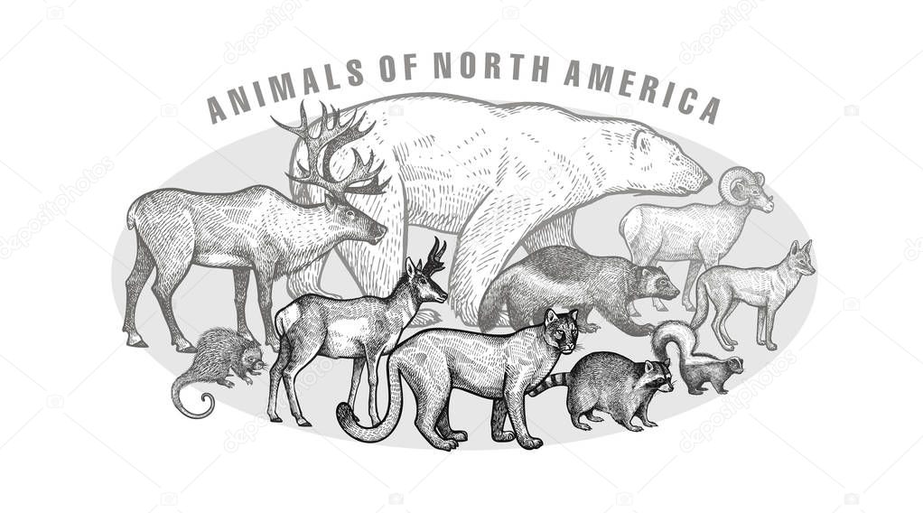 Poster with ianimals of North America.