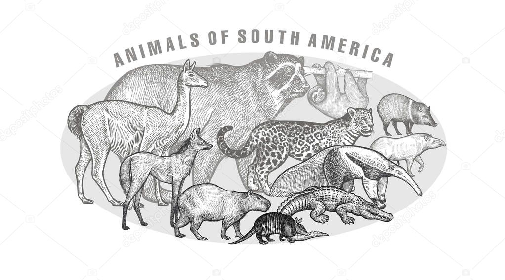 Poster with ianimals of South America.