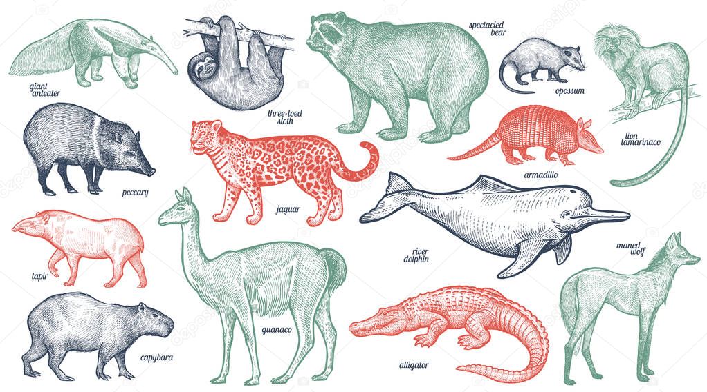 Animals of South America.