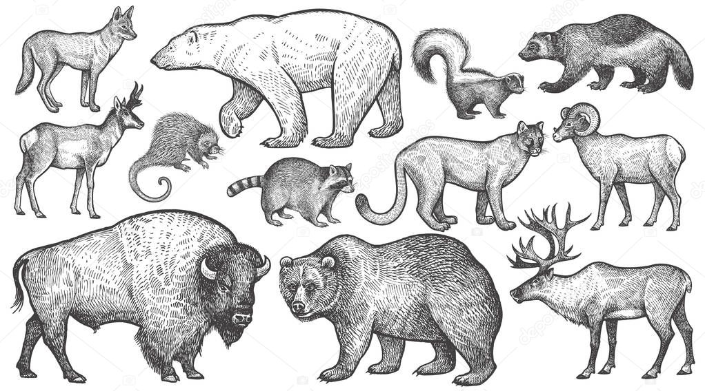 Animals of North America big set.