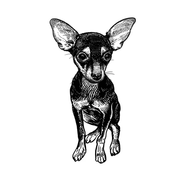 Um cão terrier. Cãozinho giro. Desenho de mão preto e branco . — Vetor de Stock
