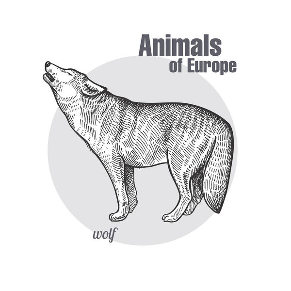Винтажная гравировка животного волка
.
