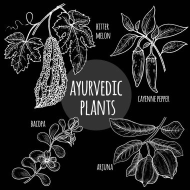 Tıbbi Ayurveda bitkiler tahta üzerinde beyaz tebeşir.