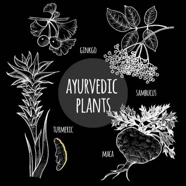 Tıbbi Ayurveda bitkiler tahta üzerinde beyaz tebeşir.