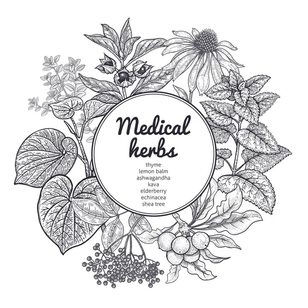 Herbes et plantes médicinales. Carte noire et blanche . — Image vectorielle