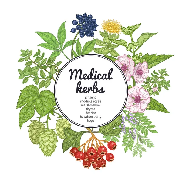 Ιατρικά βότανα και φυτά. Πολύχρωμη κάρτα. — Διανυσματικό Αρχείο