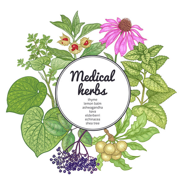 Medical herbs and plants. Colorful card. 