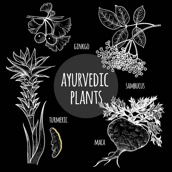 Медицинские аюрведические растения белый мел на доске . — стоковый вектор