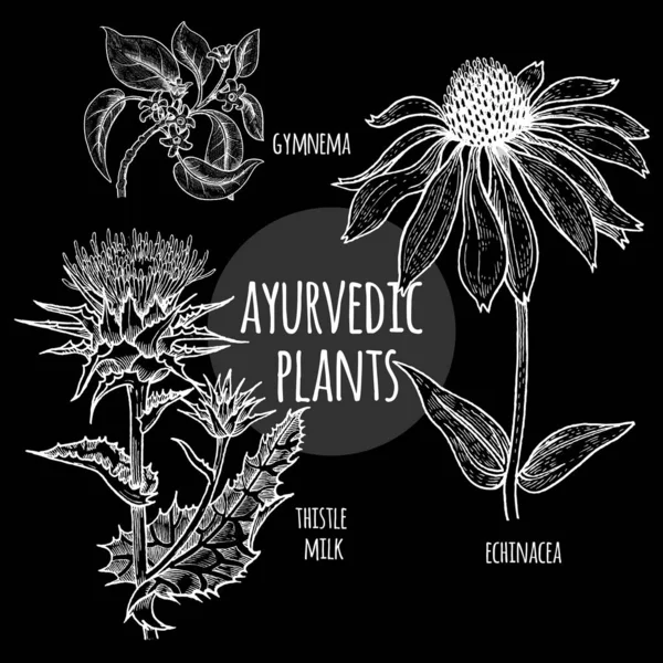 Ιατρική Αγιουρβέδα φυτά λευκή κιμωλία στον πίνακα. — Διανυσματικό Αρχείο
