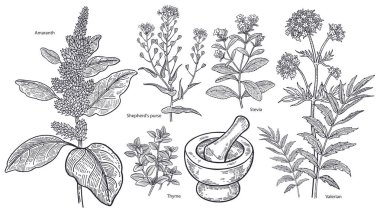 Set of imedical plants, flowers and herbs. clipart