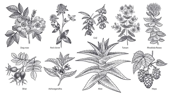 Conjunto de plantas e ervas medicinais . — Vetor de Stock