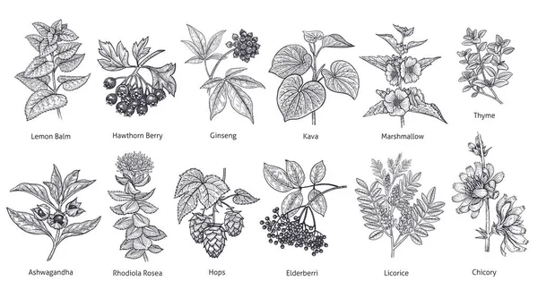 Set de plantas medicinales y hierbas . — Vector de stock