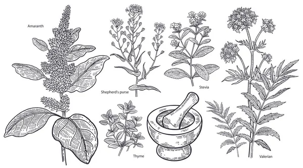 Conjunto de plantas, flores y hierbas imédicas . — Vector de stock