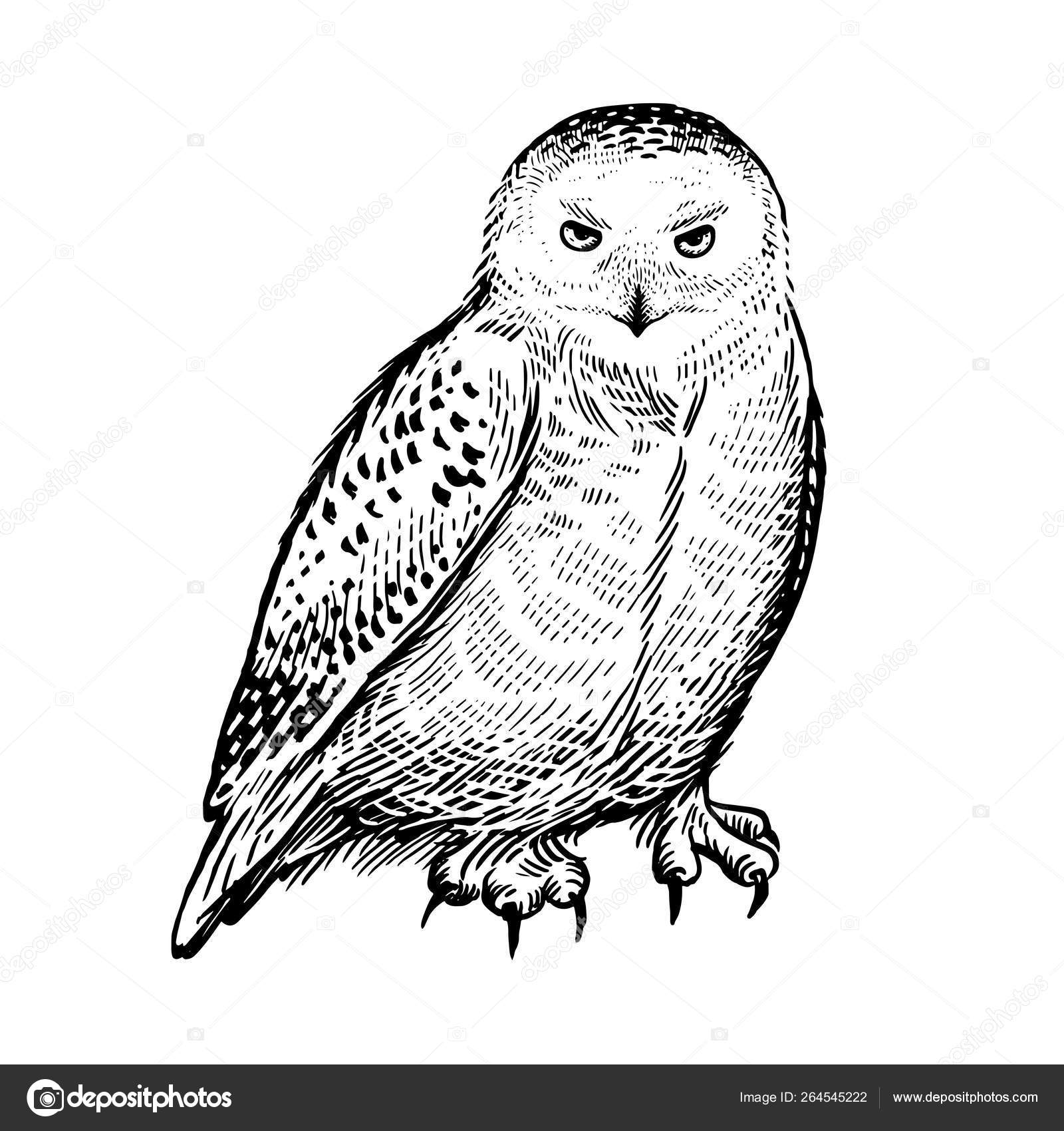 폴라 올빼미. 약탈 숲 새입니다. 손 그리기를 스케치합니다. 블랙 과 스톡 벡터 - ©sasha-kasha 264545222, image size:1600x1700