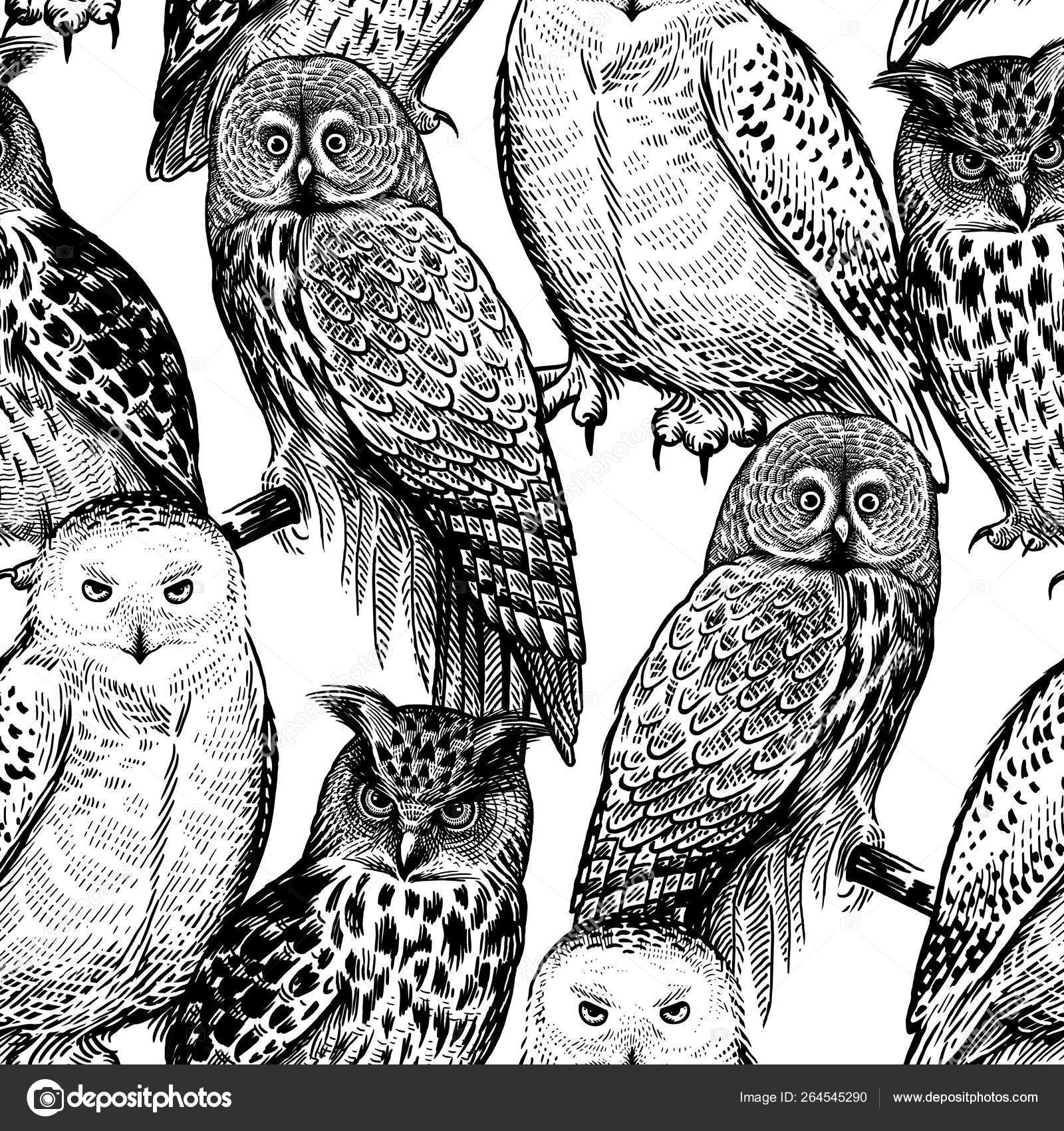 Ugler. Sømløst mønster med fugler. Svart og hvit . stockvektor ©  sasha-kasha #264545290, image size:1600x1700