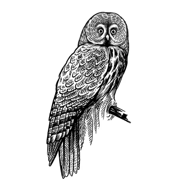 Gufo. Uccello della foresta predatore. Disegno a mano di schizzo. Bianco e nero — Vettoriale Stock