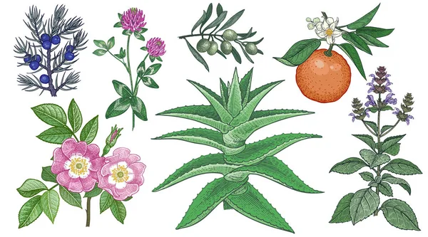 Rosa de perro, trébol, enebro, aloe vera, rama de olivo, orang amargo — Archivo Imágenes Vectoriales