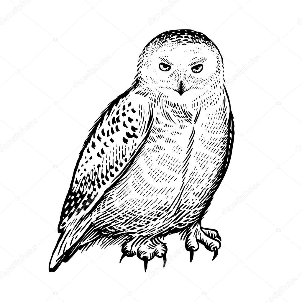 Polar owl. Predatory forest bird. Sketch hand drawing. Black and