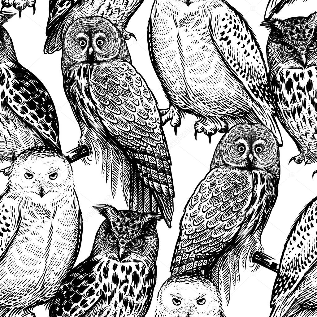 Owls. Seamless pattern with birds. Black and white.
