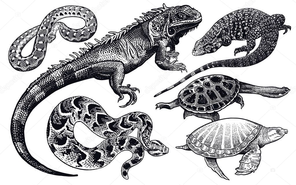 Lizards, snakes and turtles set. Isolated black sketch on white 