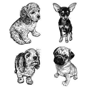 Sevimli yavru lar ayarlanır. Terrier, spaniel ve pug. Siyah beyaz el