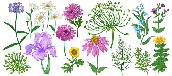 Conjunto de flores de jardín blanco y hierbas aisladas sobre fondo blanco — Archivo Imágenes Vectoriales